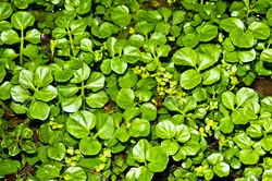 بذر آب تره (بولاغ اوتی) <br> بسته 20 عددی <br> Water Cress <br><i><b> Nasturtium officinale </i> Seeds </b>