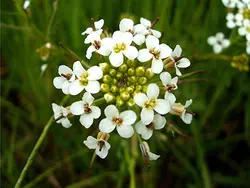 بذر آب تره (بولاغ اوتی) <br> بسته 20 عددی <br> Water Cress <br><i><b> Nasturtium officinale </i> Seeds </b>
