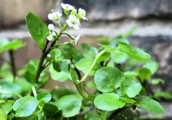 بذر آب تره (بولاغ اوتی) <br> بسته 20 عددی <br> Water Cress <br><i><b> Nasturtium officinale </i> Seeds </b>