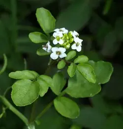 بذر آب تره (بولاغ اوتی) <br> بسته 20 عددی <br> Water Cress <br><i><b> Nasturtium officinale </i> Seeds </b>
