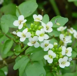 بذر آب تره (بولاغ اوتی) <br> بسته 20 عددی <br> Water Cress <br><i><b> Nasturtium officinale </i> Seeds </b>