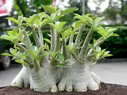 بذر آدنیوم تای سوکوترانوم  بسته 5 عددی   Adenium 'Thai Socotranum'  Adenium 'Thai Socotranum' Seeds