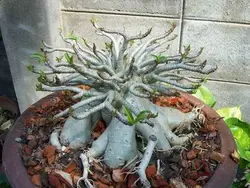 بذر آدنیوم تای سوکوترانوم  بسته 5 عددی   Adenium 'Thai Socotranum'  Adenium 'Thai Socotranum' Seeds