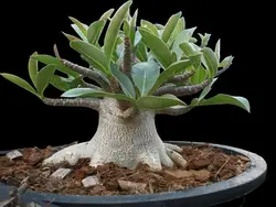 بذر آدنیوم تای سوکوترانوم  بسته 5 عددی   Adenium 'Thai Socotranum'  Adenium 'Thai Socotranum' Seeds