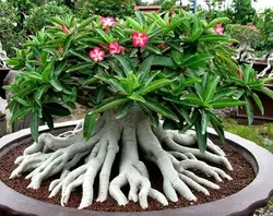بذر آدنیوم تای سوکوترانوم  بسته 5 عددی   Adenium 'Thai Socotranum'  Adenium 'Thai Socotranum' Seeds