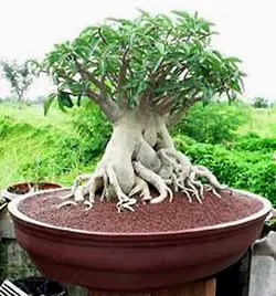 بذر آدنیوم تای سوکوترانوم  بسته 5 عددی   Adenium 'Thai Socotranum'  Adenium 'Thai Socotranum' Seeds