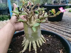 بذر آدنیوم تای سوکوترانوم  بسته 5 عددی   Adenium 'Thai Socotranum'  Adenium 'Thai Socotranum' Seeds