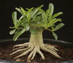 بذر آدنیوم تای سوکوترانوم  بسته 5 عددی   Adenium 'Thai Socotranum'  Adenium 'Thai Socotranum' Seeds