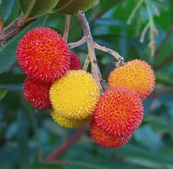 بذر آربوتوس <br> (درخت قطاب)  <br> بسته 10 عددی <br> Strawberry Tree <br><i><b> Arbutus unedo </i> Seeds </b>