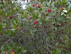 بذر آربوتوس <br> (درخت قطاب)  <br> بسته 10 عددی <br> Strawberry Tree <br><i><b> Arbutus unedo </i> Seeds </b>