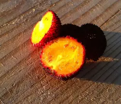 بذر آربوتوس <br> (درخت قطاب)  <br> بسته 10 عددی <br> Strawberry Tree <br><i><b> Arbutus unedo </i> Seeds </b>