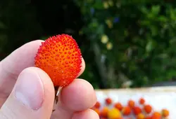 بذر آربوتوس <br> (درخت قطاب)  <br> بسته 10 عددی <br> Strawberry Tree <br><i><b> Arbutus unedo </i> Seeds </b>