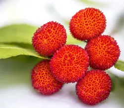 بذر آربوتوس <br> (درخت قطاب)  <br> بسته 10 عددی <br> Strawberry Tree <br><i><b> Arbutus unedo </i> Seeds </b>