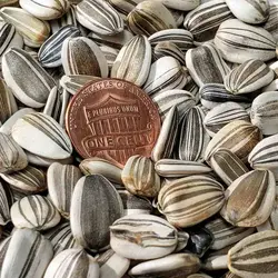 بذر آفتابگردان اسکای اسکراپر <br> بسته 20 عددی <br> Skyscraper Sunflower Seeds <br><i><b> Helianthus annuus 'Skyscraper' </i></b>