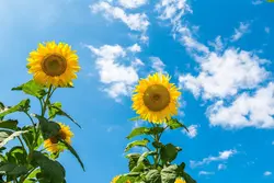 بذر آفتابگردان اسکای اسکراپر <br> بسته 20 عددی <br> Skyscraper Sunflower Seeds <br><i><b> Helianthus annuus 'Skyscraper' </i></b>