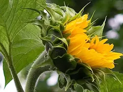 بذر آفتابگردان اسکای اسکراپر <br> بسته 20 عددی <br> Skyscraper Sunflower Seeds <br><i><b> Helianthus annuus 'Skyscraper' </i></b>
