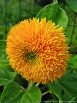 بذر آفتابگردان خرس عروسکی <br> بسته 5 عددی <br> Teddy Bear Sunflower Seeds <br><i><b> Helianthus Helianthus annuus 'Teddy Bear' </i></b>