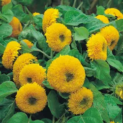 بذر آفتابگردان خرس عروسکی <br> بسته 5 عددی <br> Teddy Bear Sunflower Seeds <br><i><b> Helianthus Helianthus annuus 'Teddy Bear' </i></b>