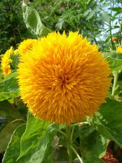 بذر آفتابگردان خرس عروسکی <br> بسته 5 عددی <br> Teddy Bear Sunflower Seeds <br><i><b> Helianthus Helianthus annuus 'Teddy Bear' </i></b>