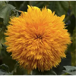 بذر آفتابگردان خرس عروسکی <br> بسته 5 عددی <br> Teddy Bear Sunflower Seeds <br><i><b> Helianthus Helianthus annuus 'Teddy Bear' </i></b>