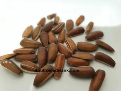 بذر آفتابگردان تخمه قرمز <br> بسته 10 عددی <br> Red Seed Sunflower Seeds <br><i><b> Helianthus annuus 'Red Seed' </i></b>