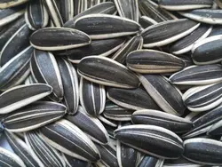 بذر آفتابگردان تخمه ایرانی <br> بسته 20 عددی <br> Persian Seed Sunflower Seeds <br><i><b> Helianthus annuus 'Persian Seed' </i></b>