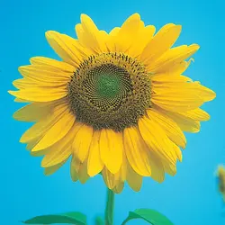 بذر آفتابگردان تخمه ایرانی <br> بسته 20 عددی <br> Persian Seed Sunflower Seeds <br><i><b> Helianthus annuus 'Persian Seed' </i></b>