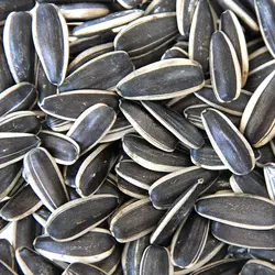 بذر آفتابگردان تخمه ایرانی <br> بسته 20 عددی <br> Persian Seed Sunflower Seeds <br><i><b> Helianthus annuus 'Persian Seed' </i></b>