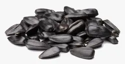 بذر آفتابگردان تخمه سیاه <br> بسته 10 عددی <br> Black Seed Sunflower Seeds <br><i><b> Helianthus annuus 'Black Seed' </i></b>