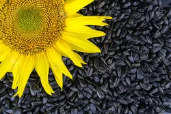 بذر آفتابگردان تخمه سیاه <br> بسته 10 عددی <br> Black Seed Sunflower Seeds <br><i><b> Helianthus annuus 'Black Seed' </i></b>