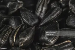 بذر آفتابگردان تخمه سیاه <br> بسته 10 عددی <br> Black Seed Sunflower Seeds <br><i><b> Helianthus annuus 'Black Seed' </i></b>