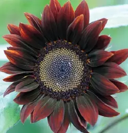 بذر آفتابگردان شکلاتی <br> بسته 5 عددی <br> Chocolate Sunflower Seeds <br><i><b> Helianthus x Chocolate </i></b>
