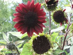 بذر آفتابگردان شکلاتی <br> بسته 5 عددی <br> Chocolate Sunflower Seeds <br><i><b> Helianthus x Chocolate </i></b>
