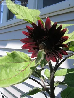 بذر آفتابگردان شکلاتی <br> بسته 5 عددی <br> Chocolate Sunflower Seeds <br><i><b> Helianthus x Chocolate </i></b>
