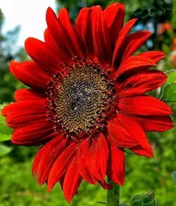 بذر آفتابگردان گل قرمز <br> بسته 5 عددی <br> Red Sunflower Seeds <br><i><b> Helianthus annuus Red </i></b>
