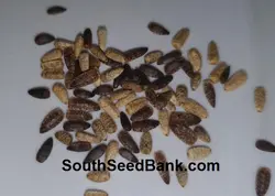 بذر آفتابگردان ماکسیمیلیان <br> بسته 10 عددی <br> Maximilian Sunflower Seeds <br><i><b> Helianthus maximiliani </i></b>