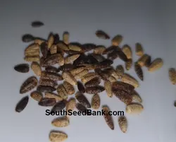 بذر آفتابگردان ماکسیمیلیان <br> بسته 10 عددی <br> Maximilian Sunflower Seeds <br><i><b> Helianthus maximiliani </i></b>
