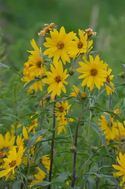 بذر آفتابگردان ماکسیمیلیان <br> بسته 10 عددی <br> Maximilian Sunflower Seeds <br><i><b> Helianthus maximiliani </i></b>