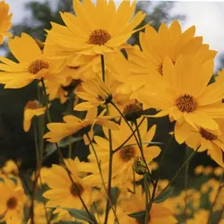 بذر آفتابگردان ماکسیمیلیان <br> بسته 10 عددی <br> Maximilian Sunflower Seeds <br><i><b> Helianthus maximiliani </i></b>