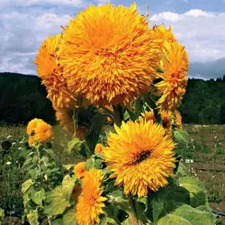 بذر آفتابگردان خورشید طلایی کمیاب<br> بسته 5 عددی <br> Giant SunGold Sunflower Seeds <br><i><b> Helianthus Hybrid Giant SunGold </i></b>