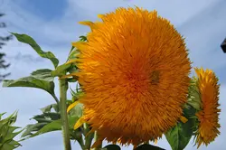 بذر آفتابگردان خورشید طلایی کمیاب<br> بسته 5 عددی <br> Giant SunGold Sunflower Seeds <br><i><b> Helianthus Hybrid Giant SunGold </i></b>