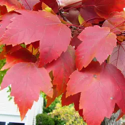 بذر افرا قرمز آمریکایی <br> بسته 5 عددی <br> American Red Maple <br> Acer rubrum Seeds