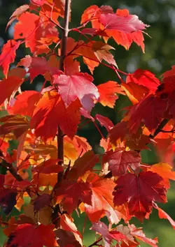 بذر افرا قرمز آمریکایی <br> بسته 5 عددی <br> American Red Maple <br> Acer rubrum Seeds