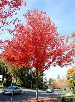 بذر افرا قرمز آمریکایی <br> بسته 5 عددی <br> American Red Maple <br> Acer rubrum Seeds