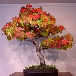 بذر افرا قرمز آمریکایی <br> بسته 5 عددی <br> American Red Maple <br> Acer rubrum Seeds
