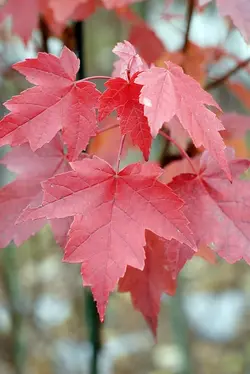 بذر افرا قرمز آمریکایی <br> بسته 5 عددی <br> American Red Maple <br> Acer rubrum Seeds