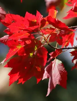 بذر افرا قرمز آمریکایی <br> بسته 5 عددی <br> American Red Maple <br> Acer rubrum Seeds