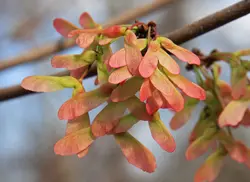 بذر افرا قرمز آمریکایی <br> بسته 5 عددی <br> American Red Maple <br> Acer rubrum Seeds