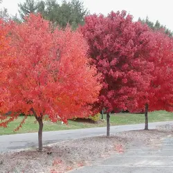 بذر افرا قرمز آمریکایی <br> بسته 5 عددی <br> American Red Maple <br> Acer rubrum Seeds