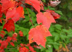 بذر افرا قرمز آمریکایی <br> بسته 5 عددی <br> American Red Maple <br> Acer rubrum Seeds